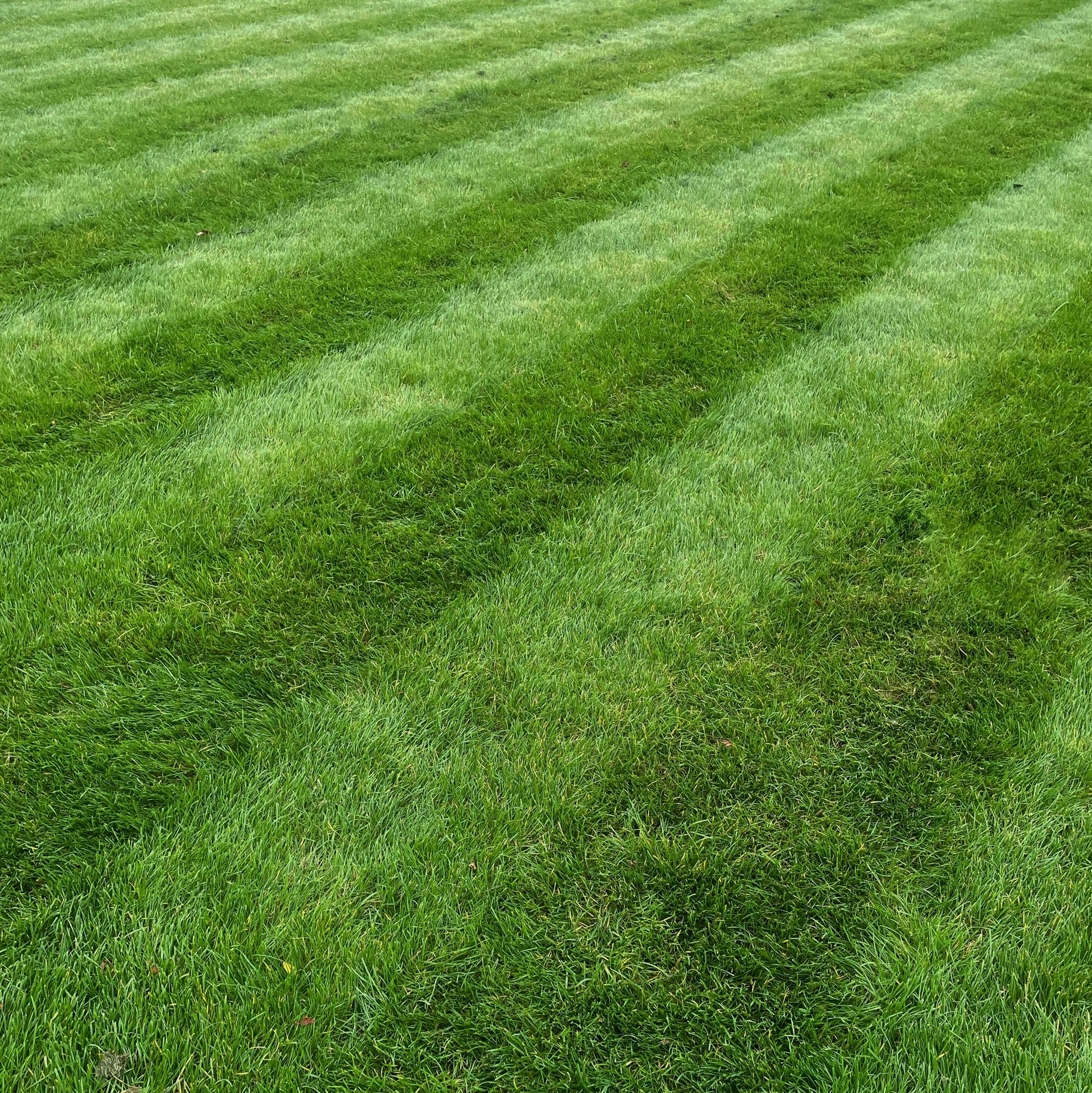 Striped Lawn