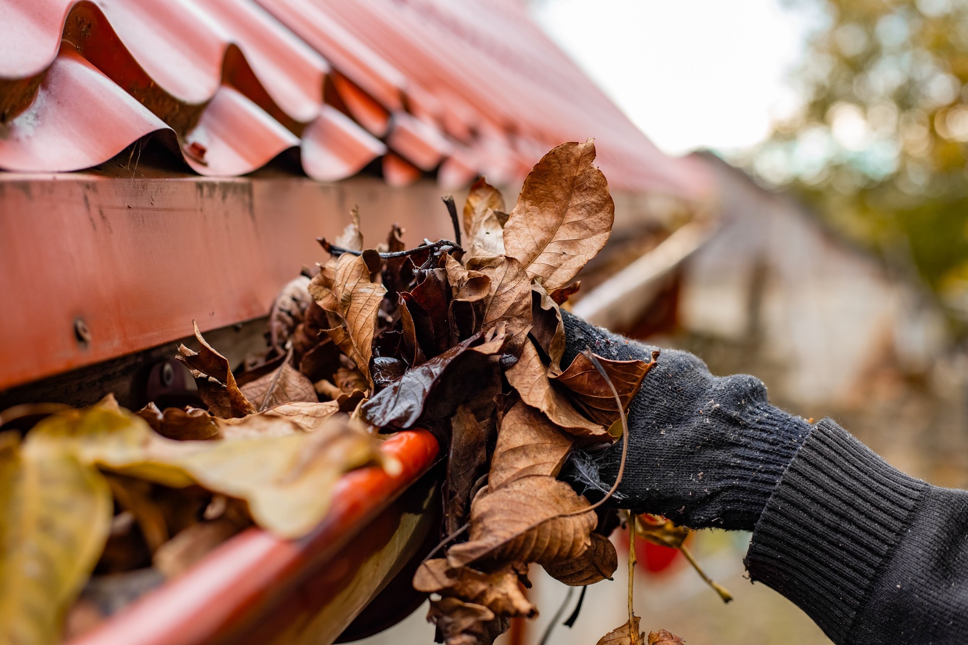A gloved hand clears the gutter of a red tile roof of fall leaves, preventing clogs and water damage
